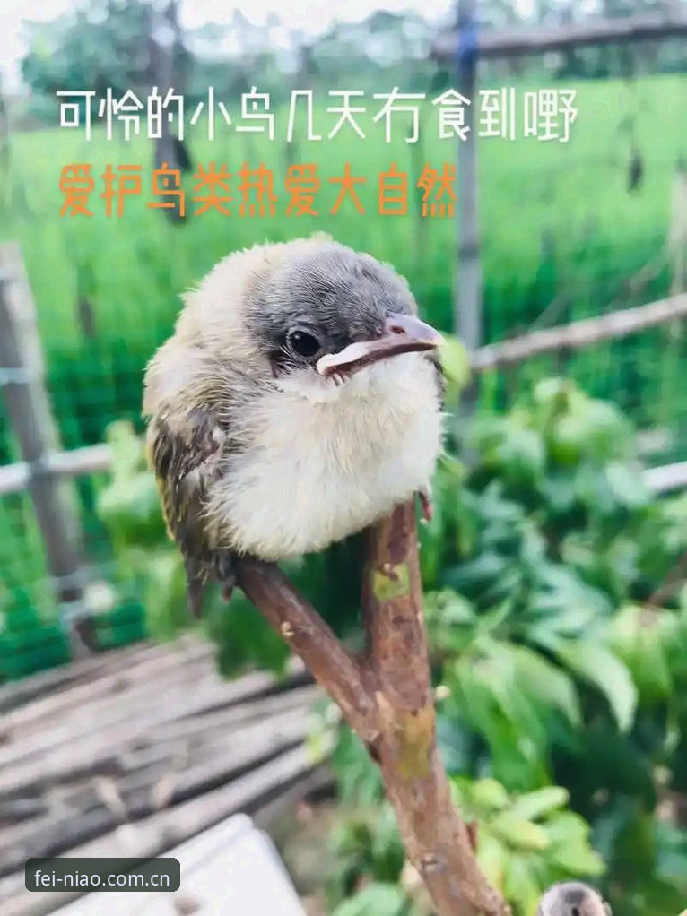 小鸟体育互动内容常见问题 小鸟体育平台互动内容常见问题全面解析:提升体验的深度分析
